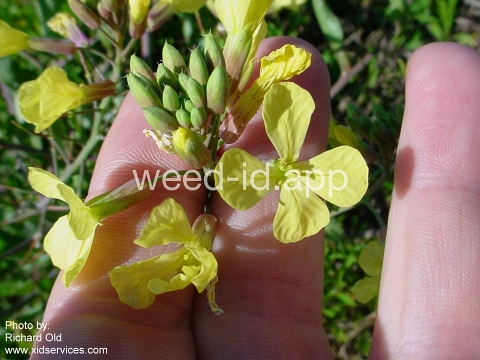 radish, wild